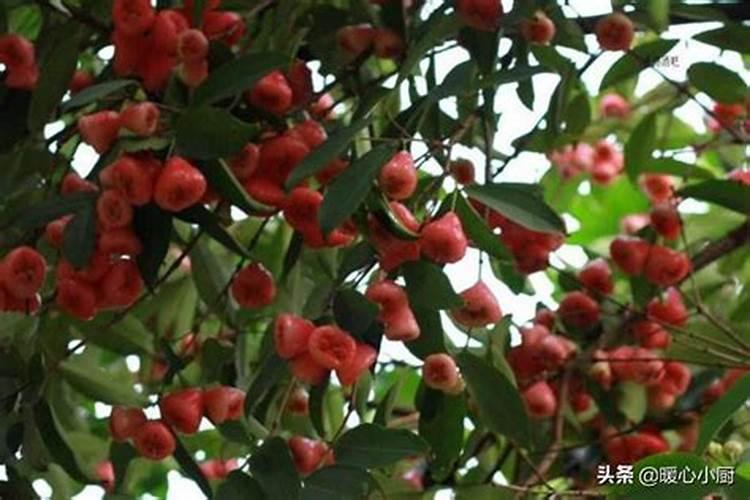 请问这是什么品种莲雾果树？