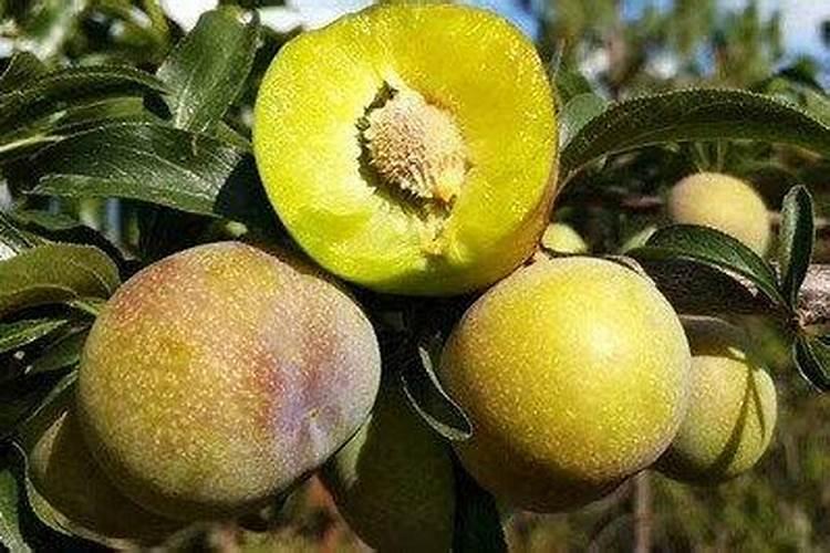 李子树苗喷磷酸二氢钾可以吗