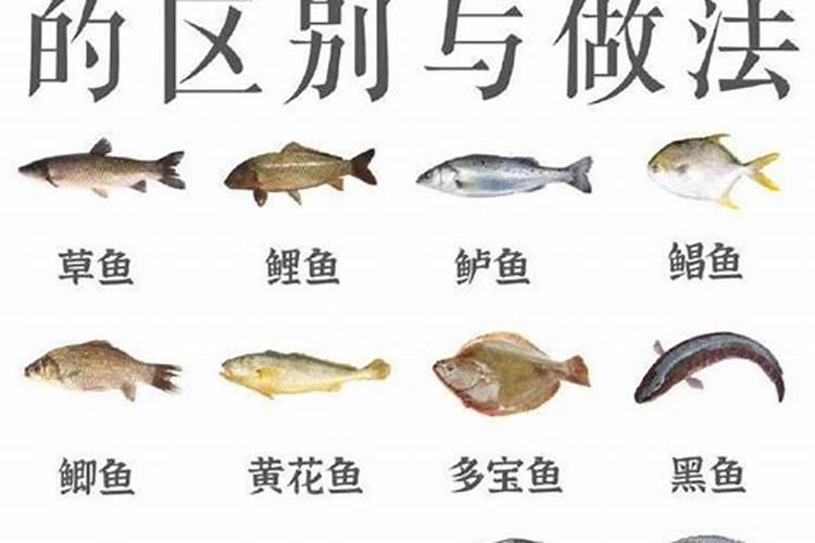 牛胶原蛋白和鱼胶原蛋白哪个好