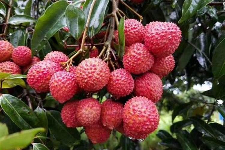 12种含铜高的水果