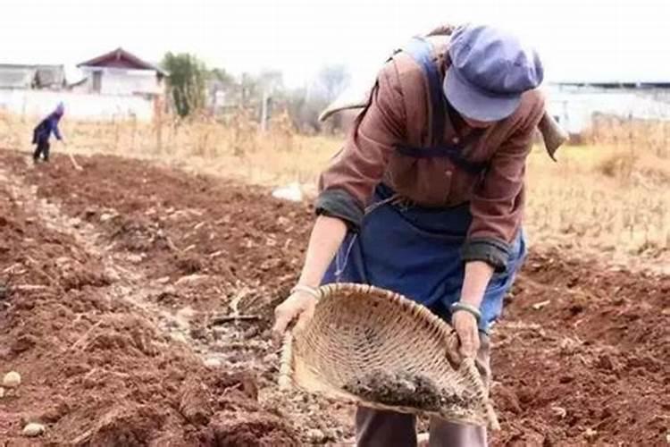 马铃薯后期需要什么肥 可以施钾肥吗