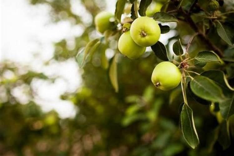 苹果树如何追施水溶肥料？这样施肥更科学!