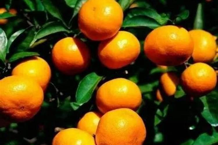 盆栽橘子用什么肥 盆栽橘子用的肥料是什么