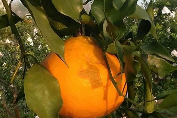 水果怎么增甜着色