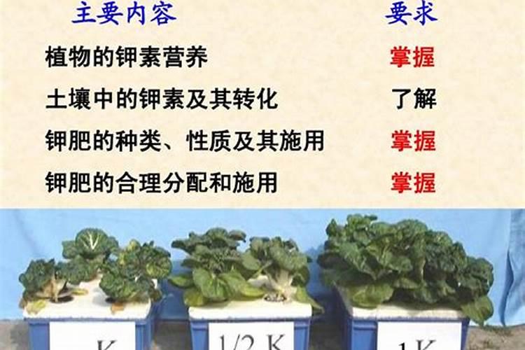 马铃薯要注意钾肥的施用(种植马铃薯为什么要重视施钾肥)