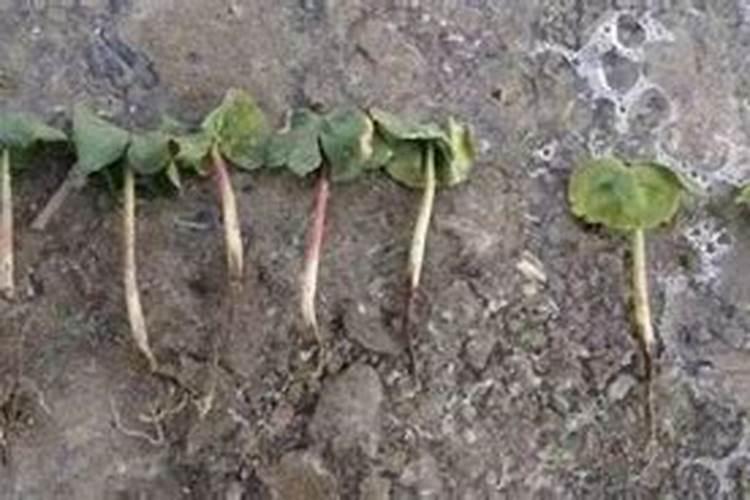 万物生叶面肥怎么样