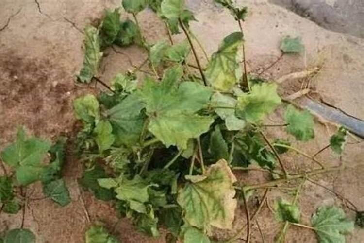 中药材什么时候用肥比较好？打什么叶面肥长的快？