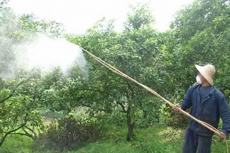 果树什么时期喷施叶面肥,上色增甜膨大用什么肥料好,叶面肥促花保果怎 ...