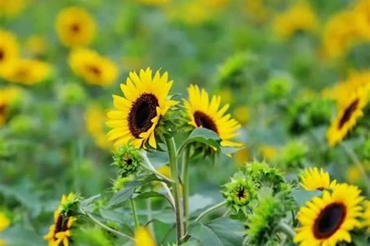 向日葵养护注意事项