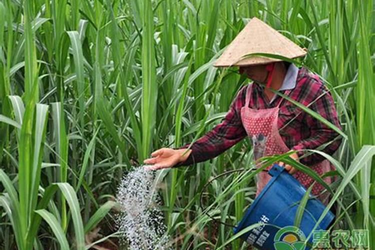202020水溶肥灌根甘蔗用量是多少