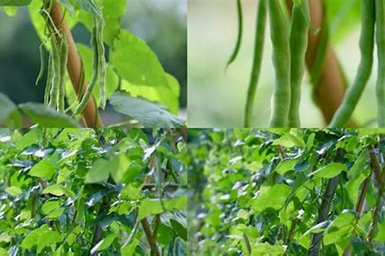 哪些蔬菜喜欢高磷肥