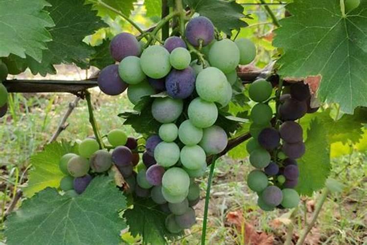 7月底巨峰葡萄上色慢,冲施磷酸二氢钾可以足进上糖上色吗吗