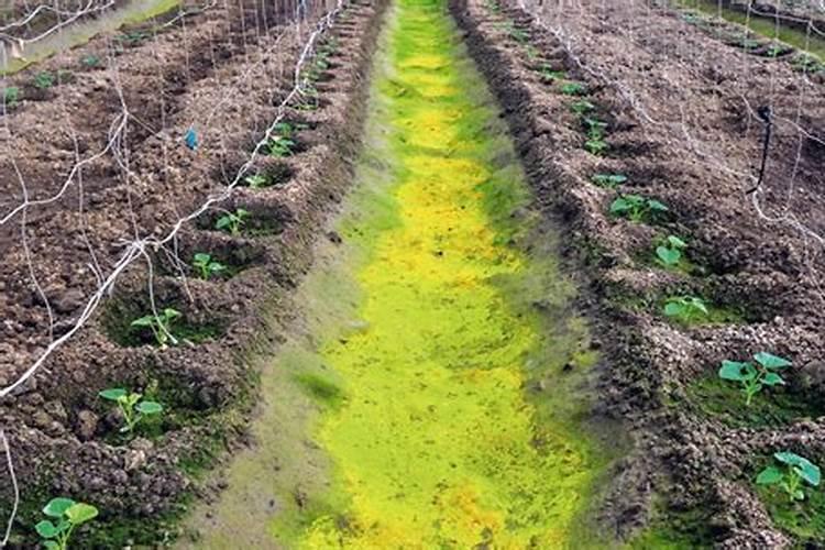 钾肥浓度高对果的危害