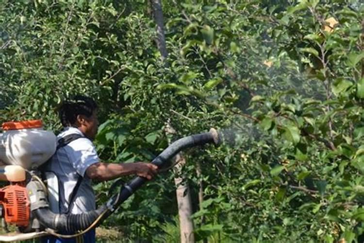 二份月柑橘树打什么药