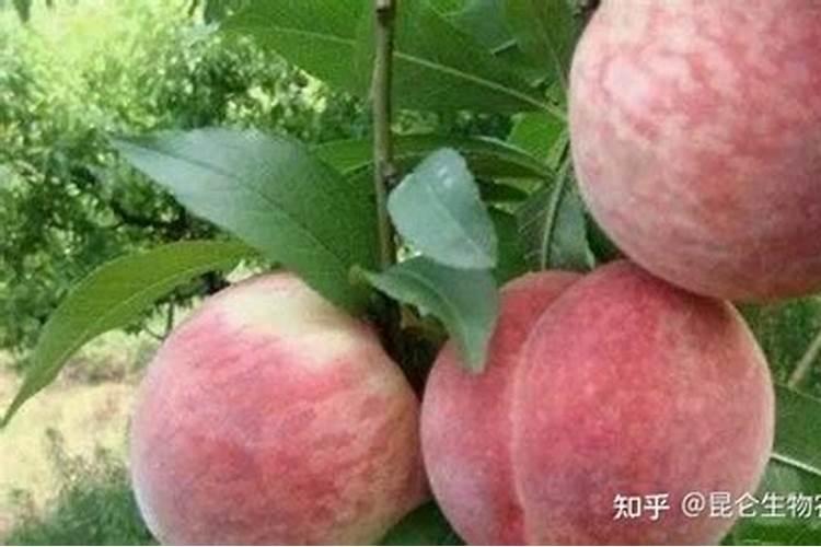 桃子喂什么肥料增甜