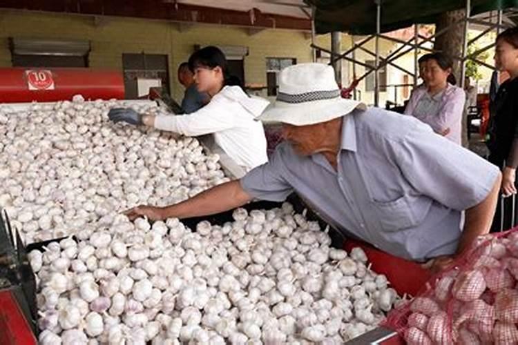 种大蒜需要什么肥料最好