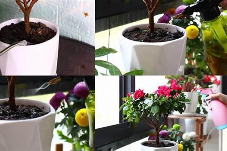 施肥后需要立刻浇水吗