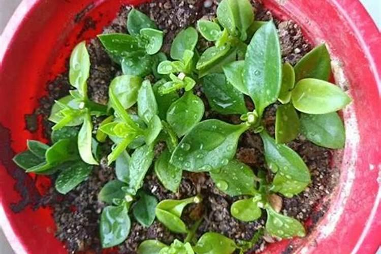 活性炭可以做肥料吗