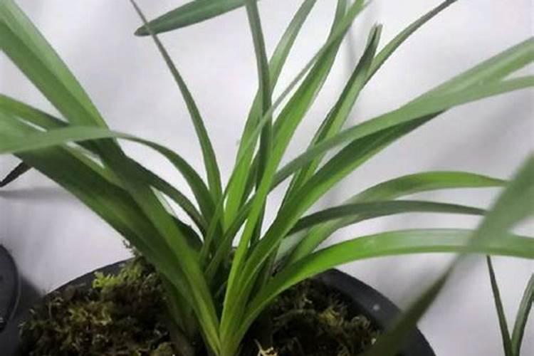 用过的活性炭能当花肥吗