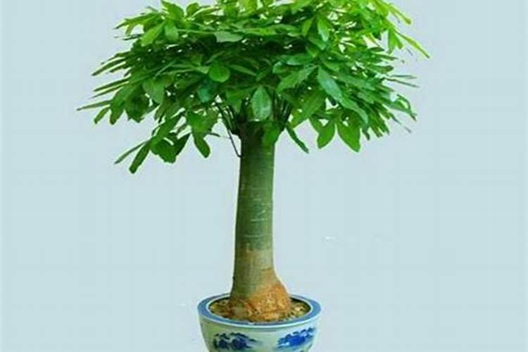 发财树多久施一次肥(施什么肥最好)