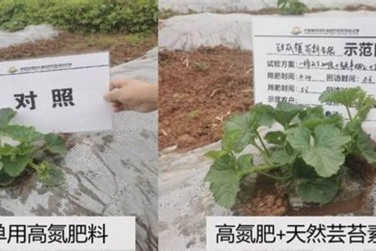 28高芸苔素水溶肥可以用西瓜吗？