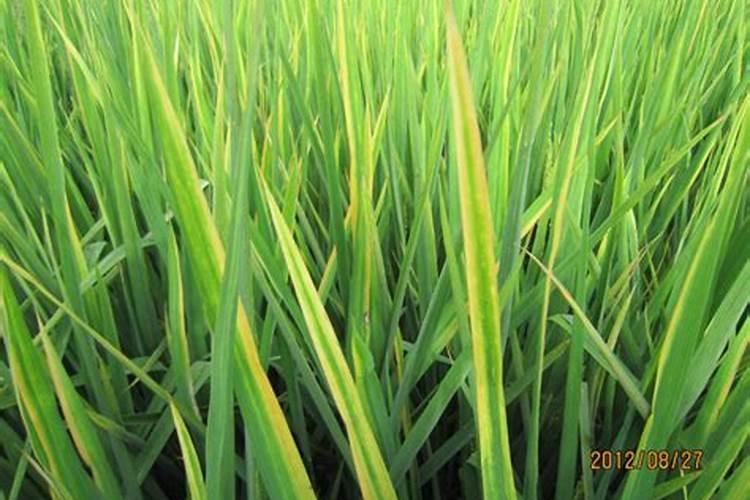 硫酸镁可以做肥料吗？