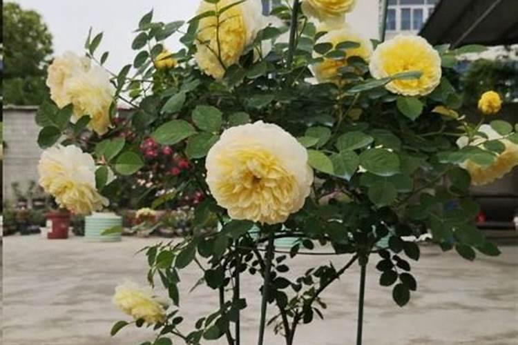 月季花这样施肥,开得更艳