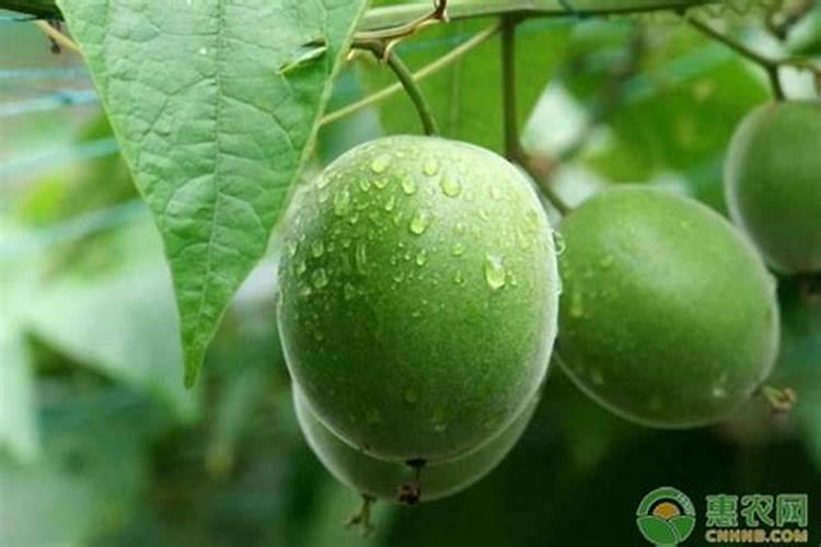 罗汉果结果了施什么肥料