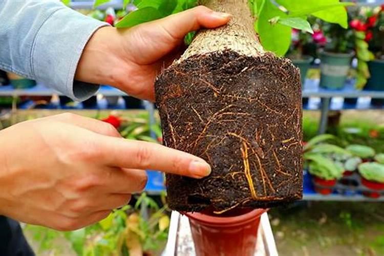 盆栽植物多久施肥一次施什么肥料,盆栽植物施肥的方法和注意事项百度知 ...