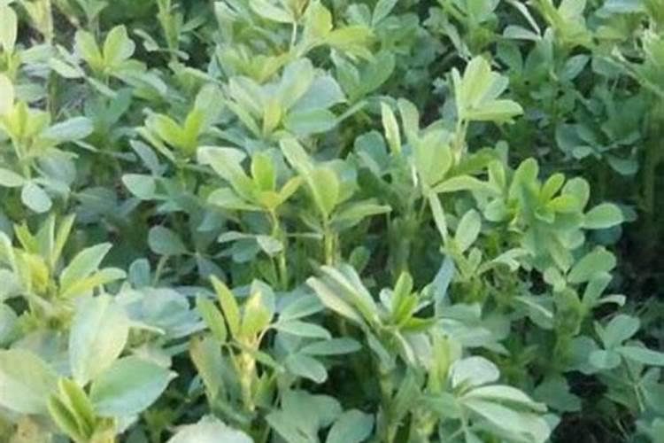 种植二年紫花苜蓿成本值多少钱一亩