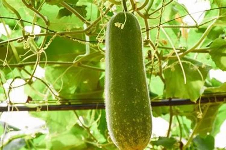 蒲瓜多久施一次肥