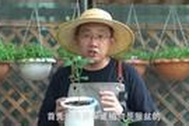 幼苗施肥方法和注意事项