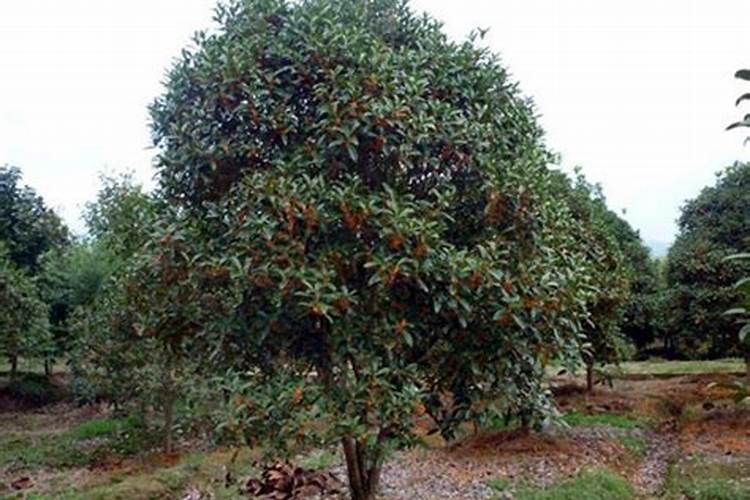 桂花树枝叶少用什么叶面肥能让枝叶茂盛