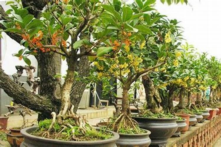 桂花树一般都使用什么叶面肥