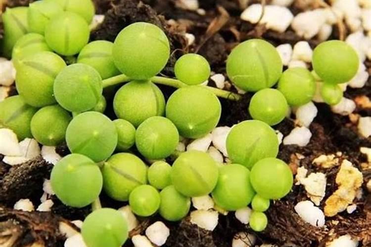 多肉佛珠怎么爆盆 多肉佛珠如何爆盆