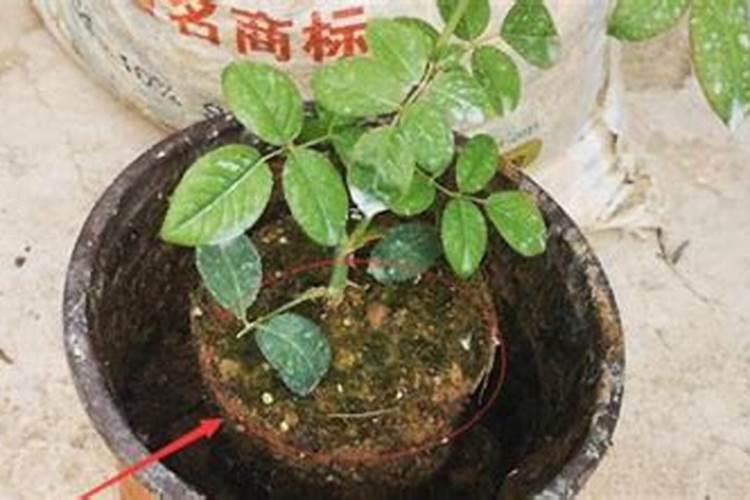 月季花施肥方法怎样给月季花施肥