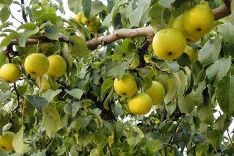 梨树秋季施什么肥料最好
