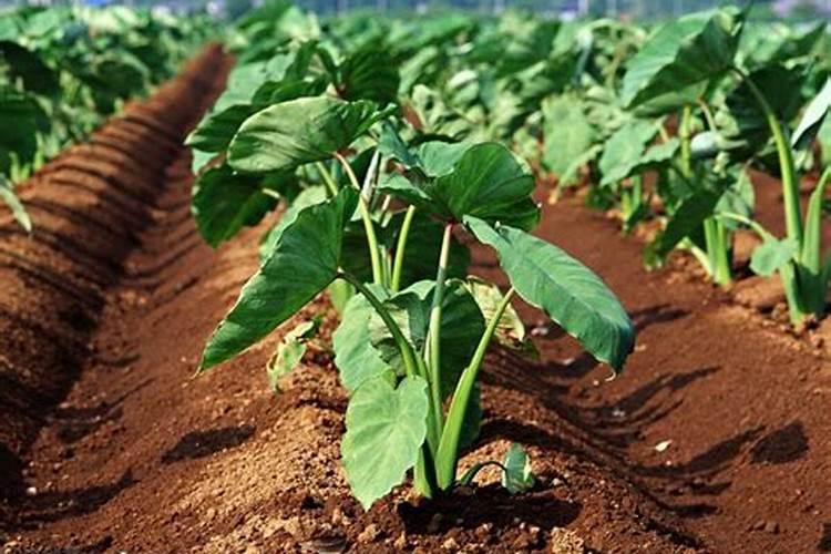 种芋头施肥的正确方法