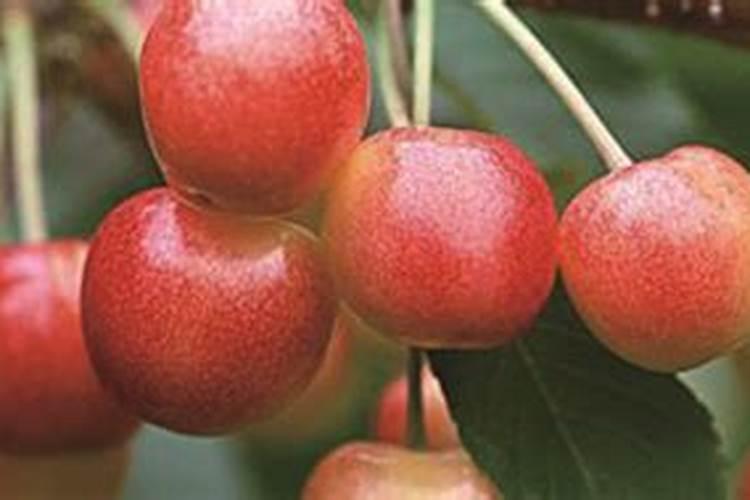 唐老师樱桃授粉药配方