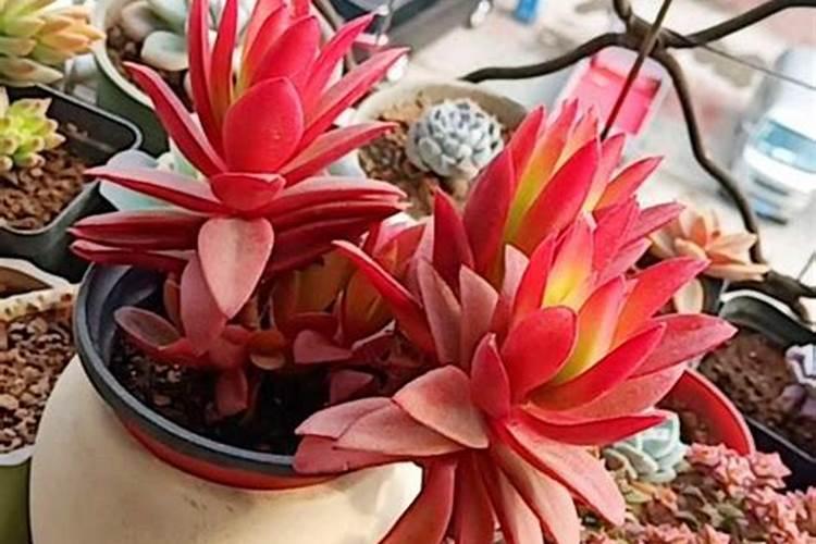 多肉火祭的养殖方法和注意事项