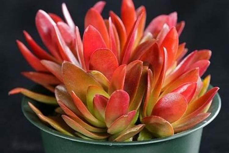 火祭多肉火祭多肉如何养殖