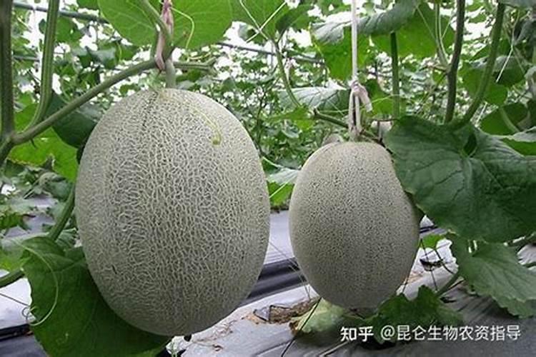 哈密瓜膨果期使用什么叶面肥好？哈密瓜膨果期怎么追肥产量高