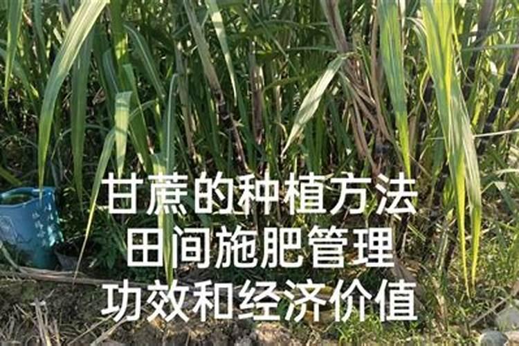 青皮甘蔗的种植方法