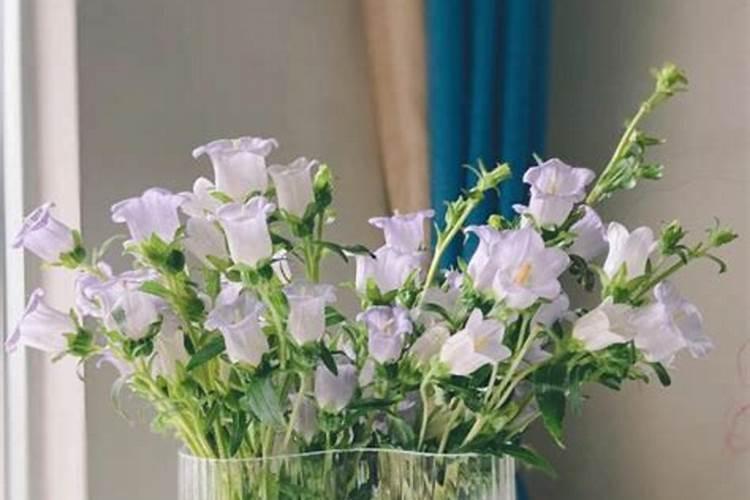 怎样自制水配花的营养液？我喜欢养花,可盆土里的害虫总是让我的花没