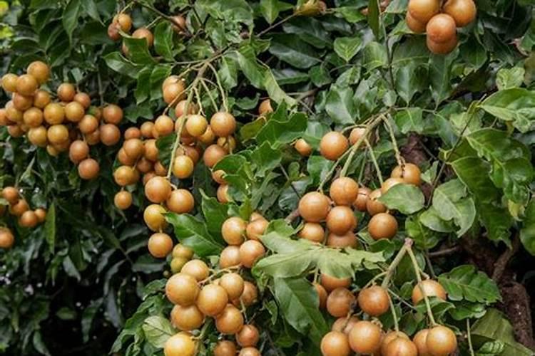 黄皮树开花怎样处理