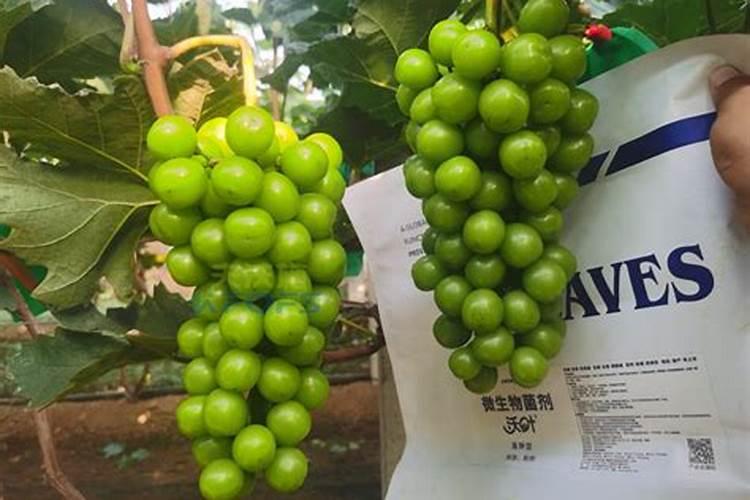 水溶肥是什么肥料