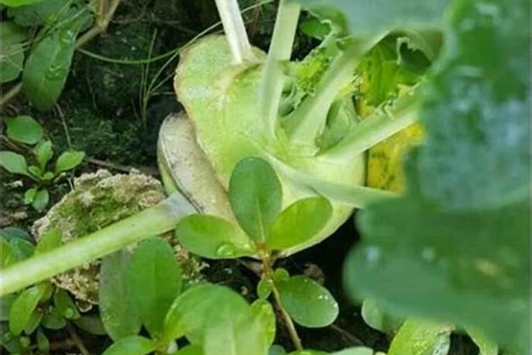 大头菜种植技术和播种时间,大头菜生长环境要求介绍