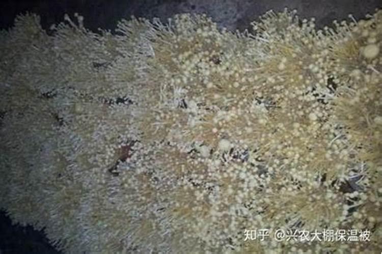 如何更大力的饲养火烈鸟？