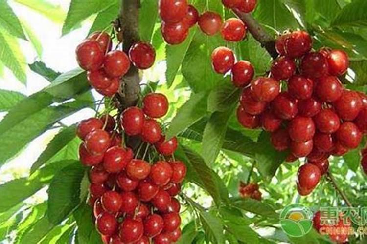 大棚种的樱桃在花期建议冲什么肥？