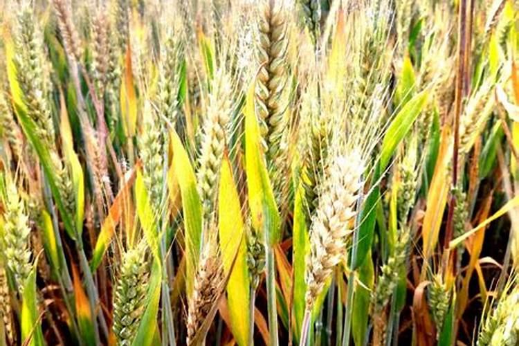 小麦上钾肥多了会怎样？